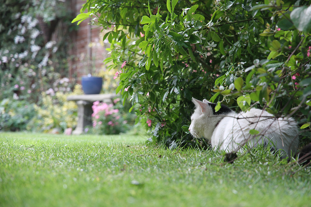 This is my cat Oscar. Outside where he likes to be guarding his territory (Our back garden).