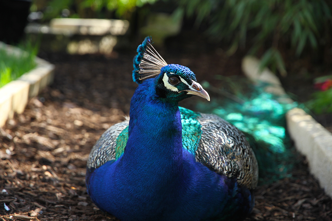 One day this Peacock showed up on our street. We fed him once and he never left. This is one of the first photo's I took with a DSLR and what got me interested in photography.