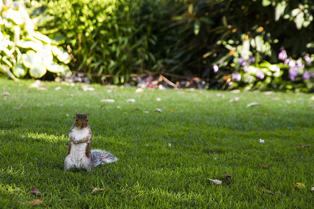 This squirrel in York stood there for about 20 seconds to make sure I got a good picture of him before scurrying off up the nearest tree.